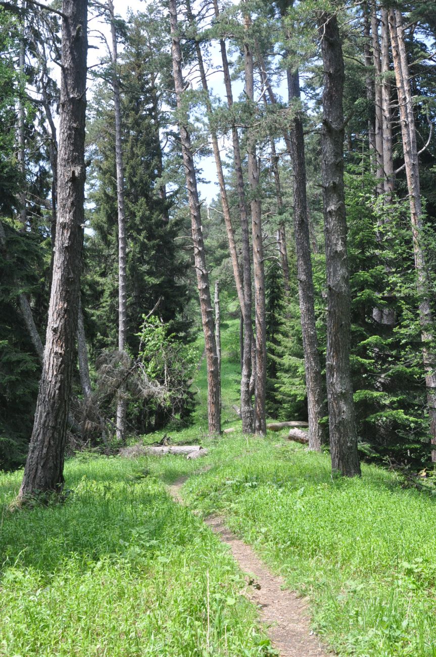 Нац. парк "Боржоми-Харагаули", image of landscape/habitat.
