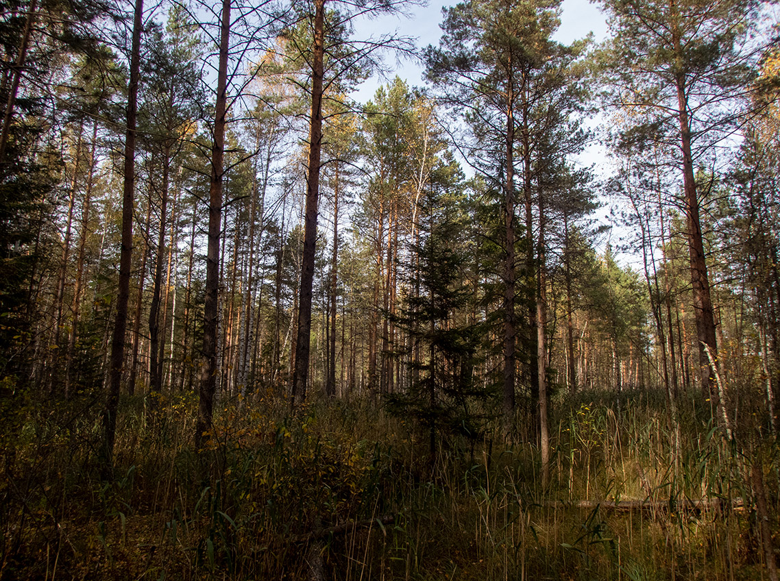 Шлюз №2 канала им. Москвы, image of landscape/habitat.