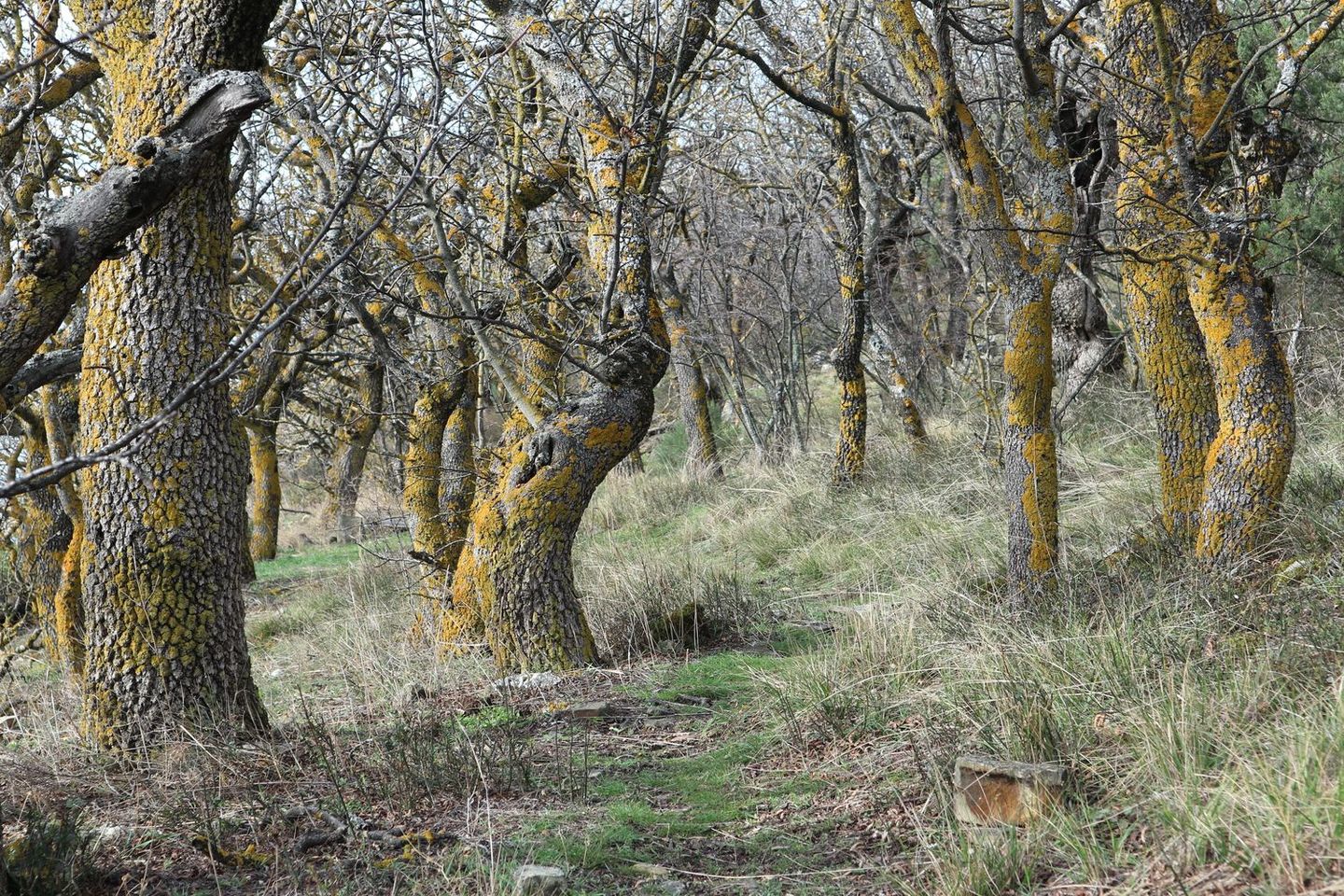 Утришская прибрежная гора, image of landscape/habitat.