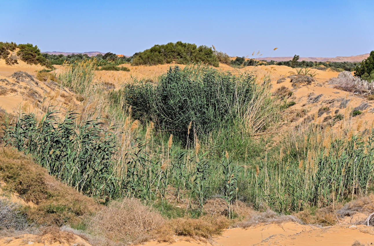 Оазис Бахария и окрестности, image of landscape/habitat.