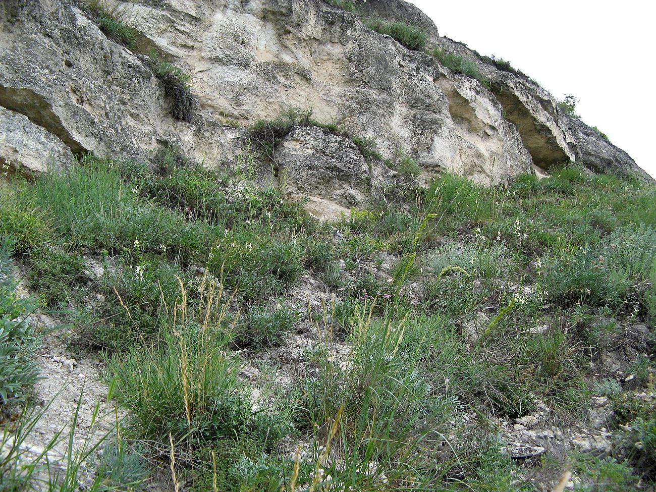 Моровая, image of landscape/habitat.