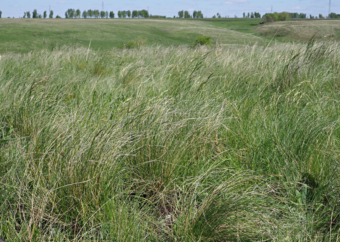 Долина реки Бирля и окрестности, image of landscape/habitat.