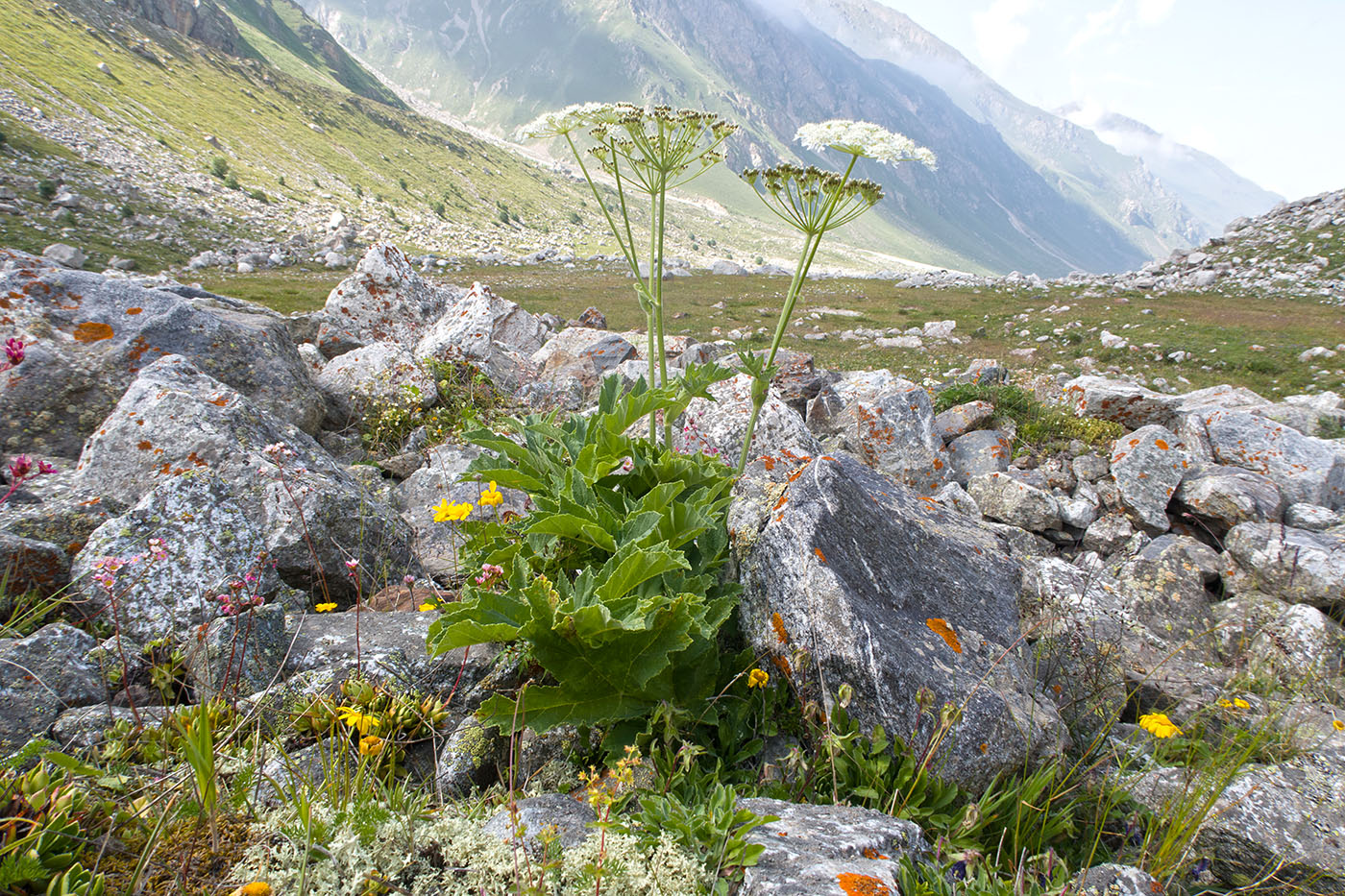 Ледник Нахашбита (Псыгансу), image of landscape/habitat.