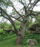 Черноморский (Воронцовский) парк, image of landscape/habitat.