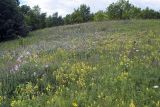 Тенишево, image of landscape/habitat.