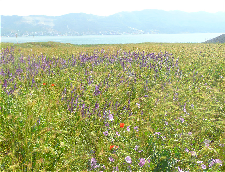 Окрестности Суджукской лагуны, image of landscape/habitat.