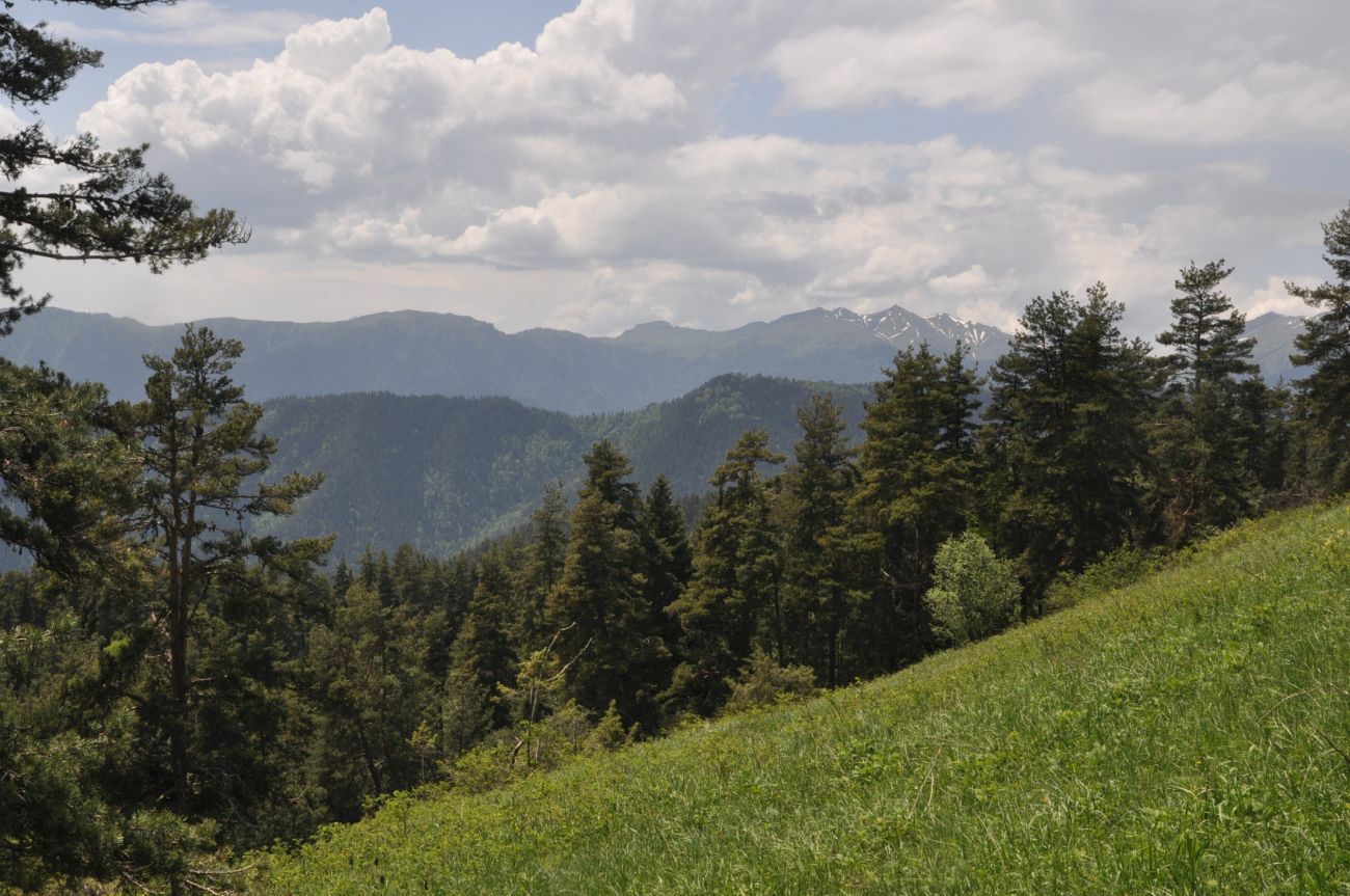 Нац. парк "Боржоми-Харагаули", image of landscape/habitat.
