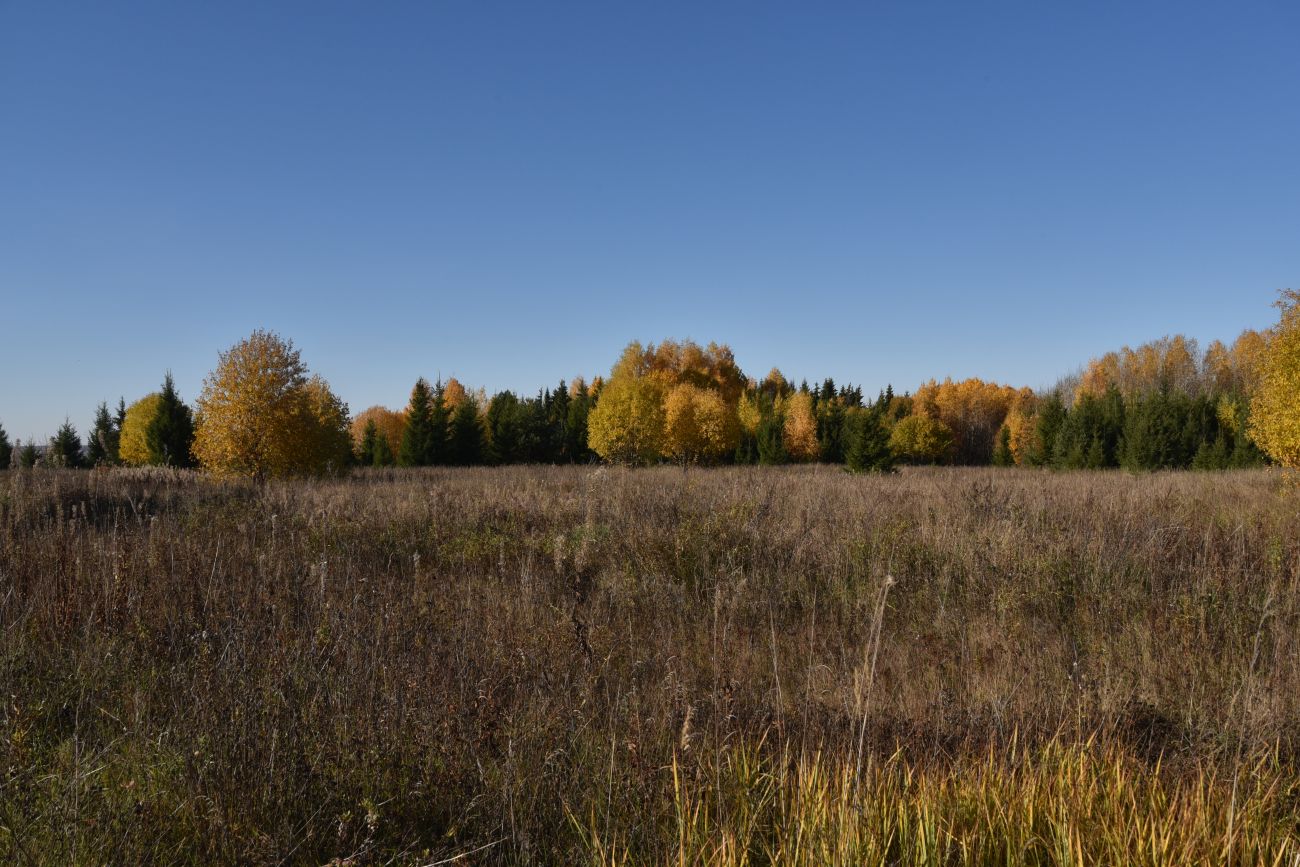Урочище Сынково и окрестности, image of landscape/habitat.