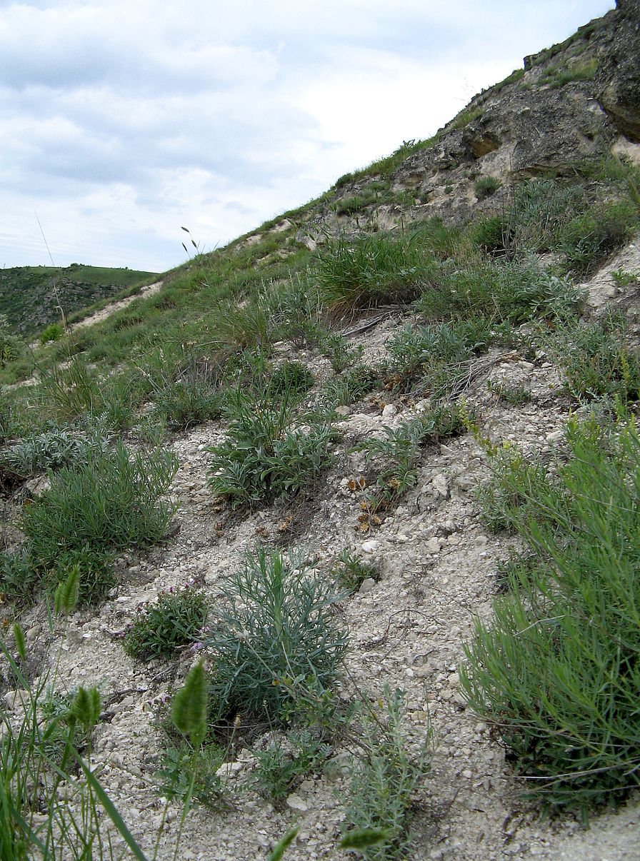 Моровая, image of landscape/habitat.