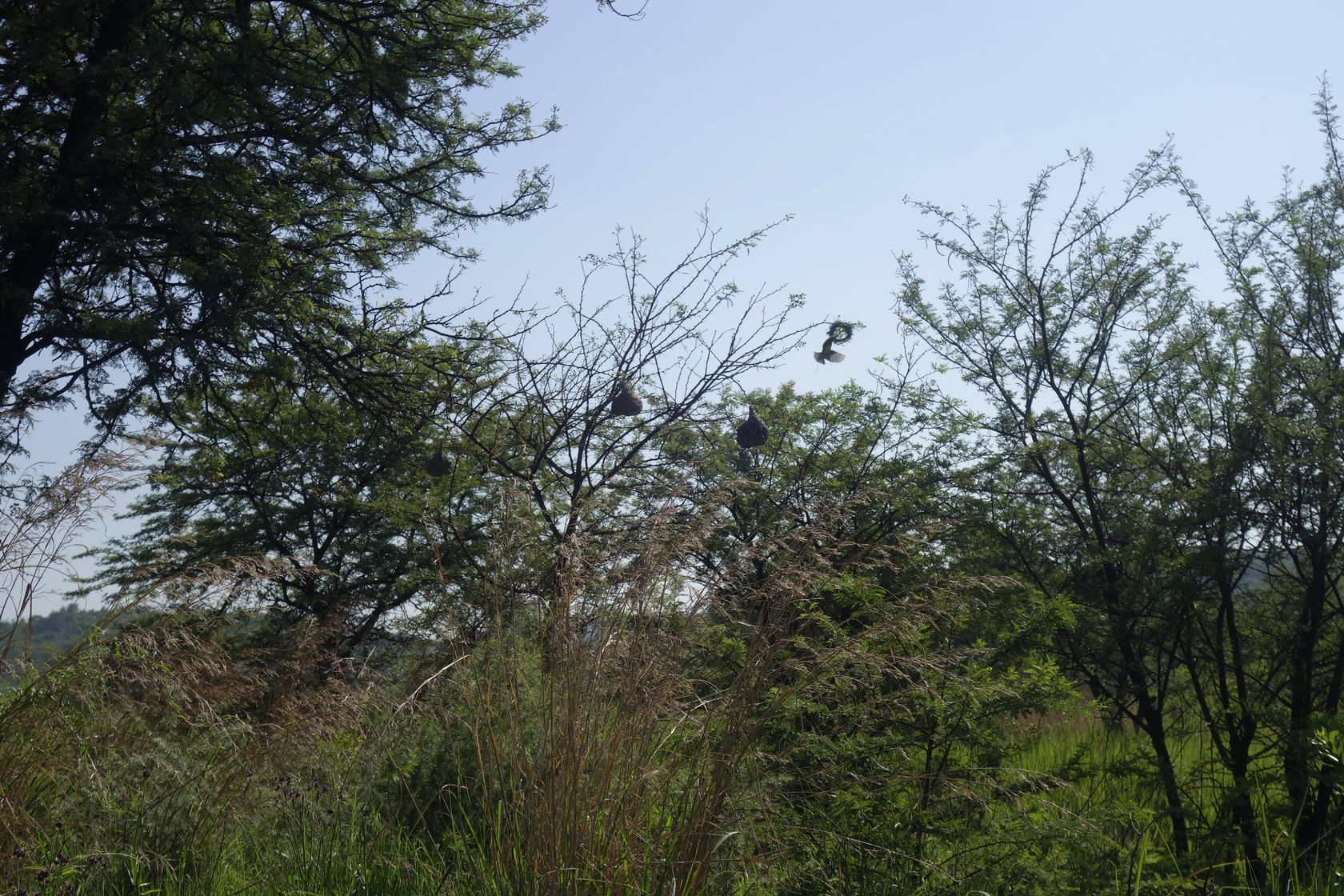 Клиприверсберг, изображение ландшафта.