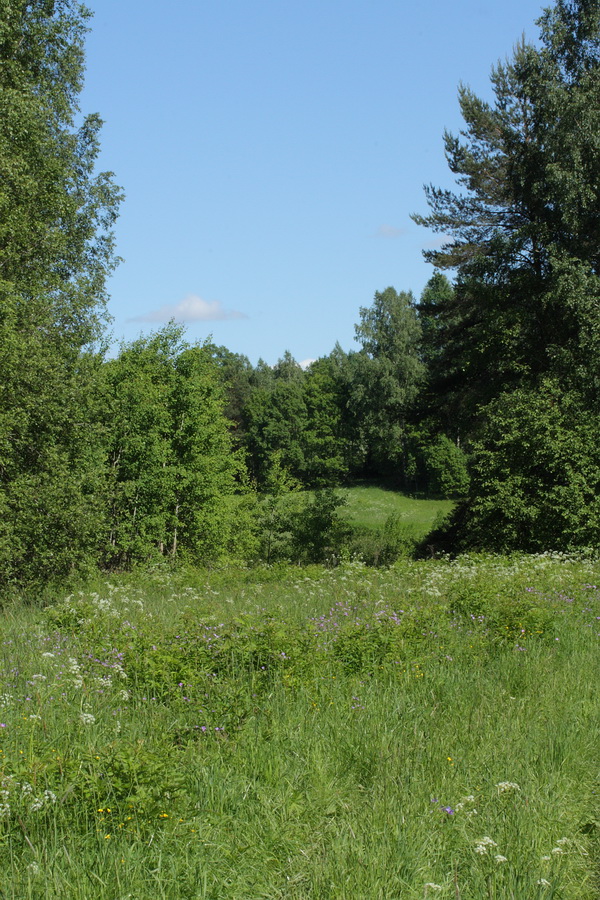 Луга у Кемки, image of landscape/habitat.