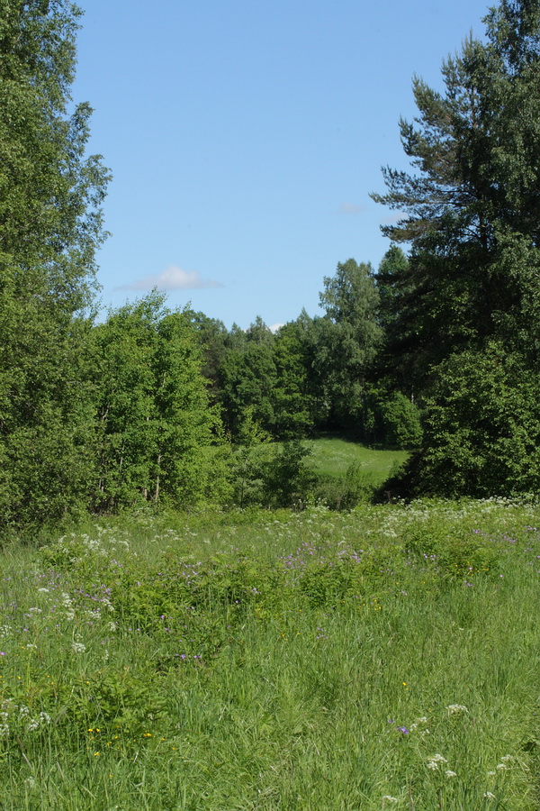 Окрестности Кемки, image of landscape/habitat.