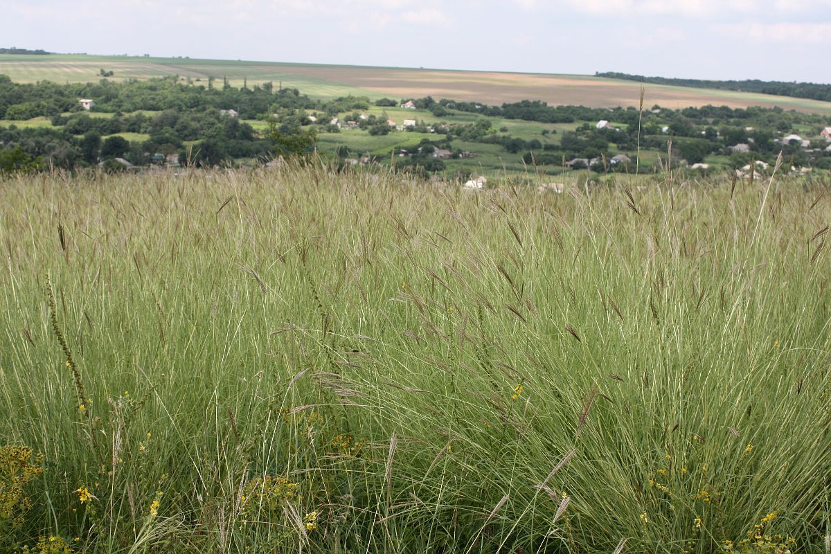 Степь над Андреевкой, image of landscape/habitat.