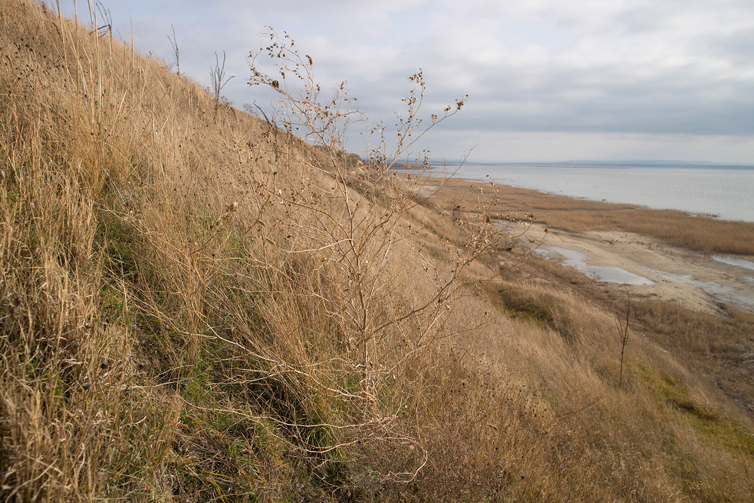 Витязевский лиман, image of landscape/habitat.