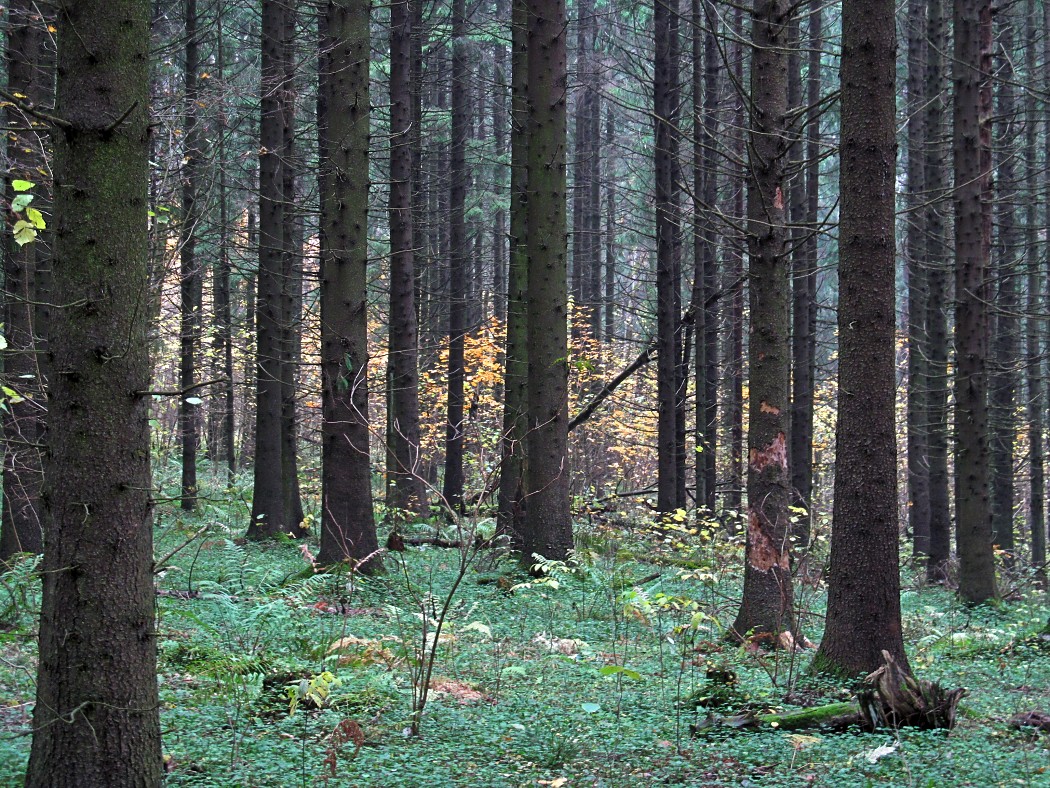 Смоленск, image of landscape/habitat.