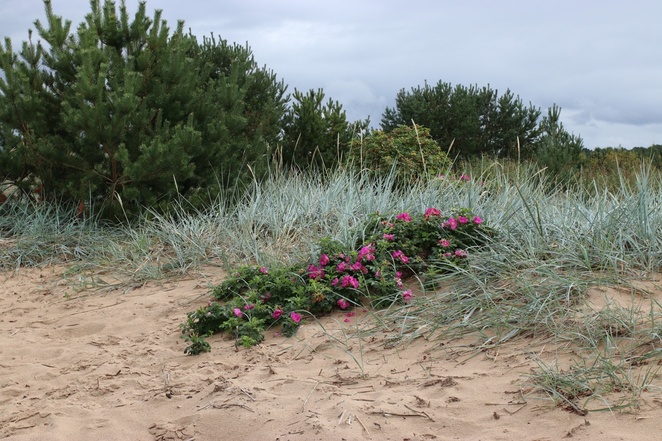 Большая Ижора, изображение ландшафта.