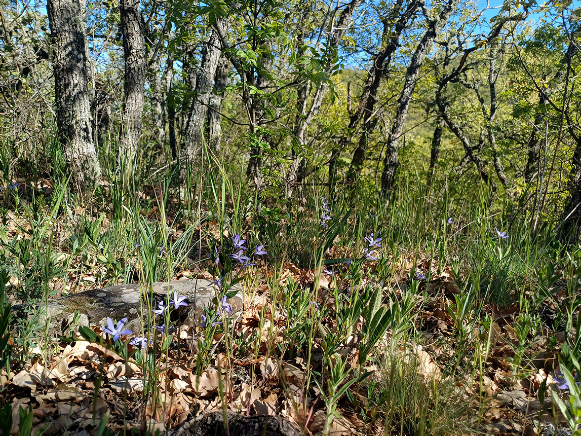 Хребет Токлук-Сырт, image of landscape/habitat.