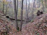 Лесопарк Пышки, image of landscape/habitat.