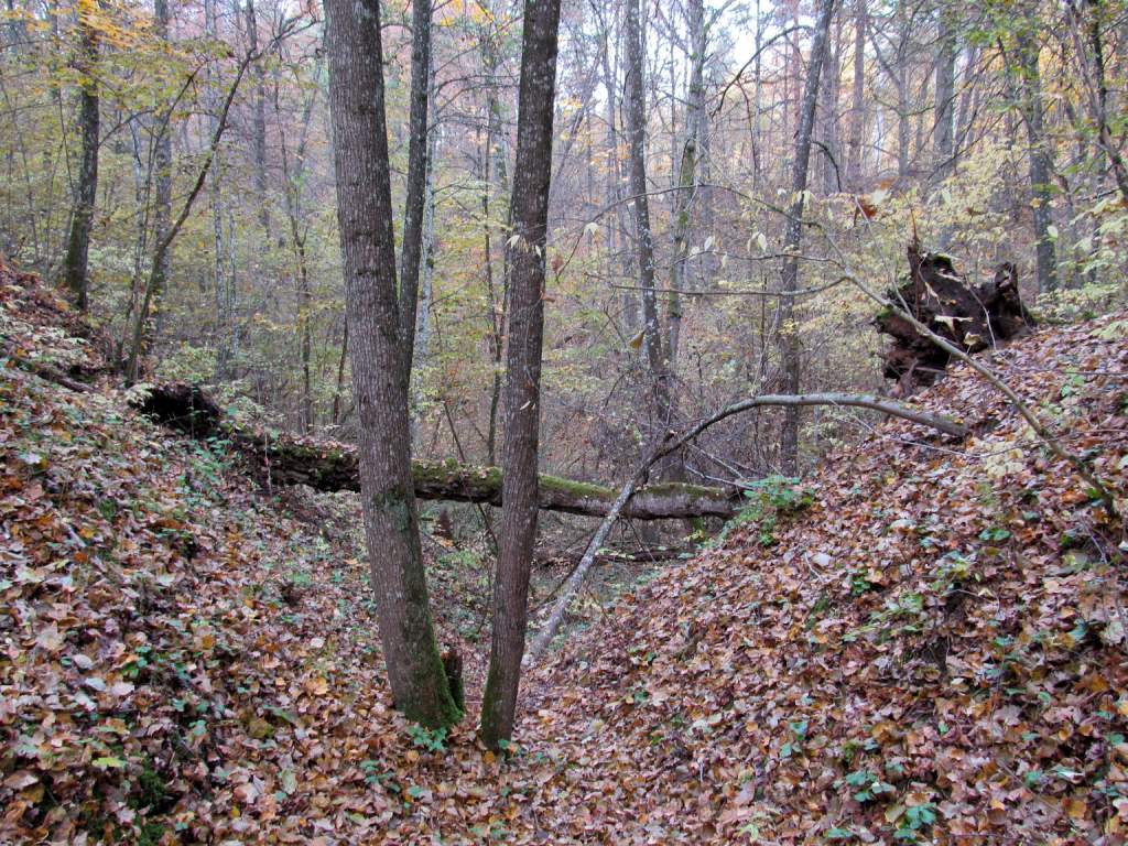 Лесопарк Пышки, image of landscape/habitat.