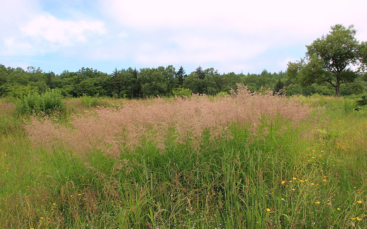 Южно-Сахалинск, image of landscape/habitat.