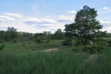 Луга у Кемки, image of landscape/habitat.