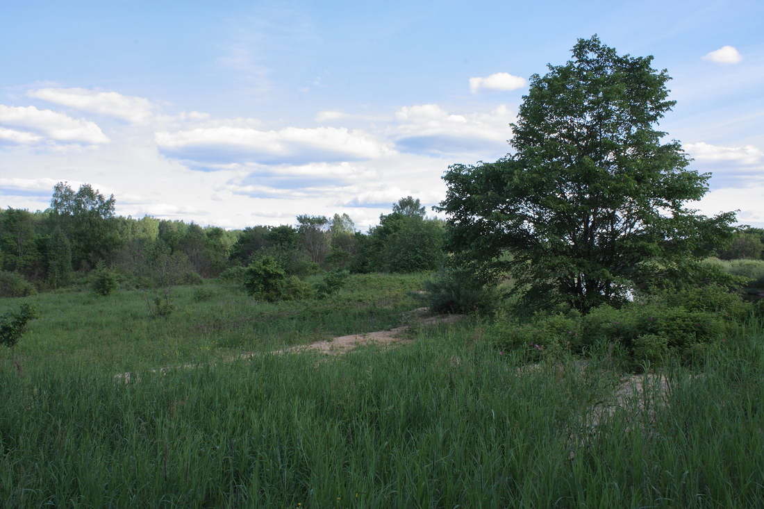 Луга у Кемки, image of landscape/habitat.