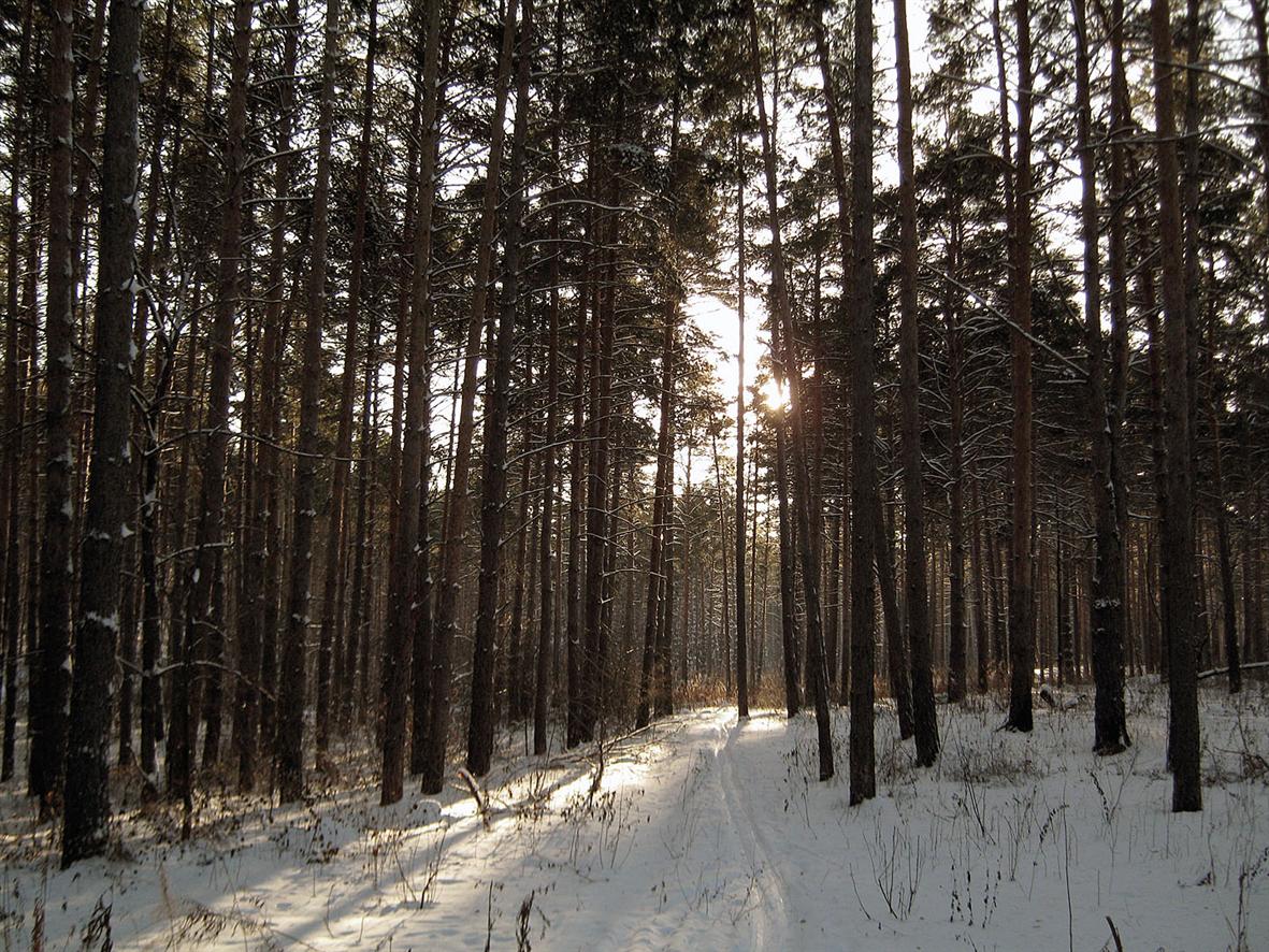 Верхняя Терраса и окрестности, изображение ландшафта.