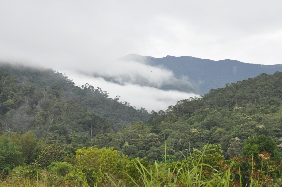 Гора Трас-Мади, image of landscape/habitat.