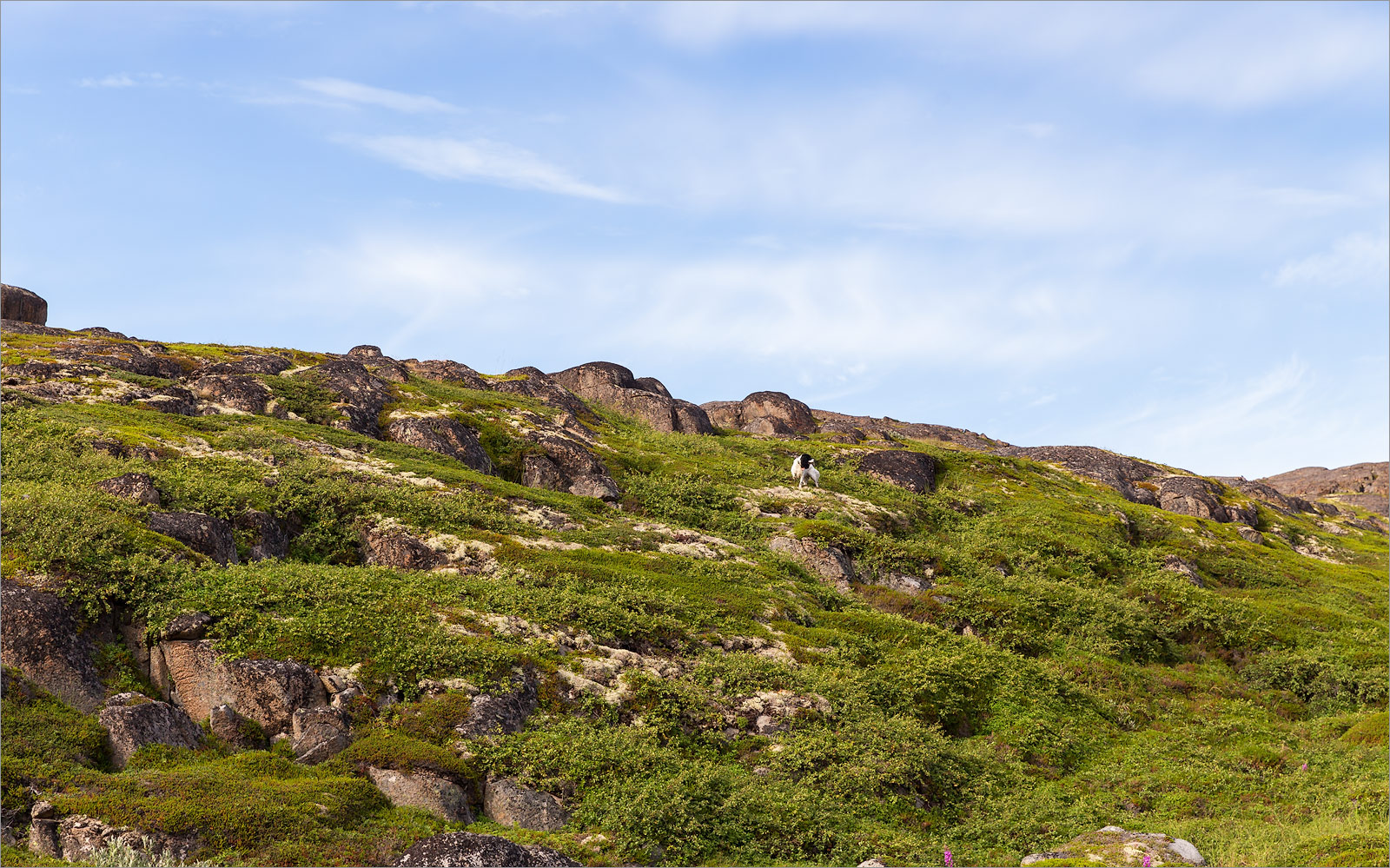 Дальние Зеленцы, image of landscape/habitat.