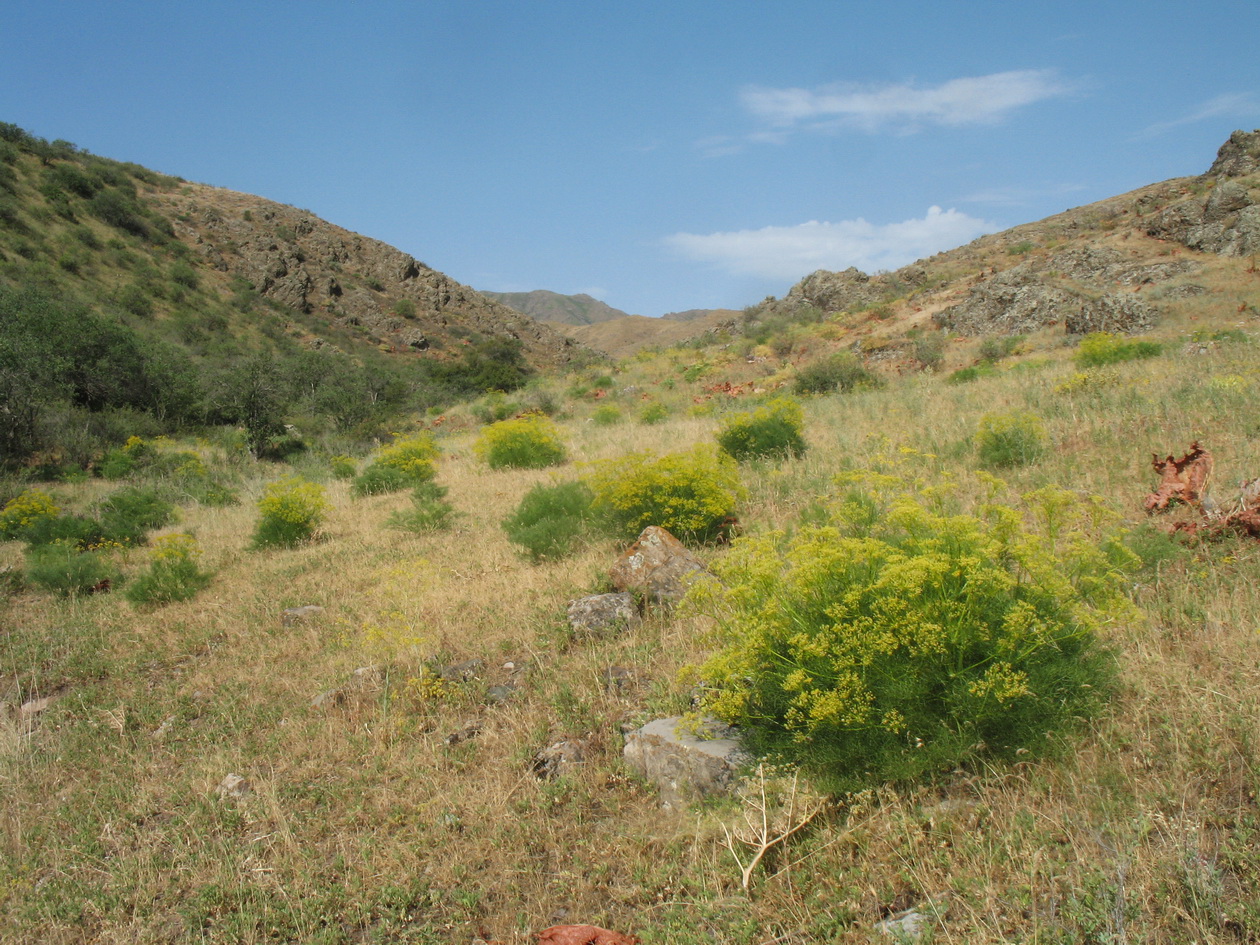 Ущелье Кара-Арча, image of landscape/habitat.