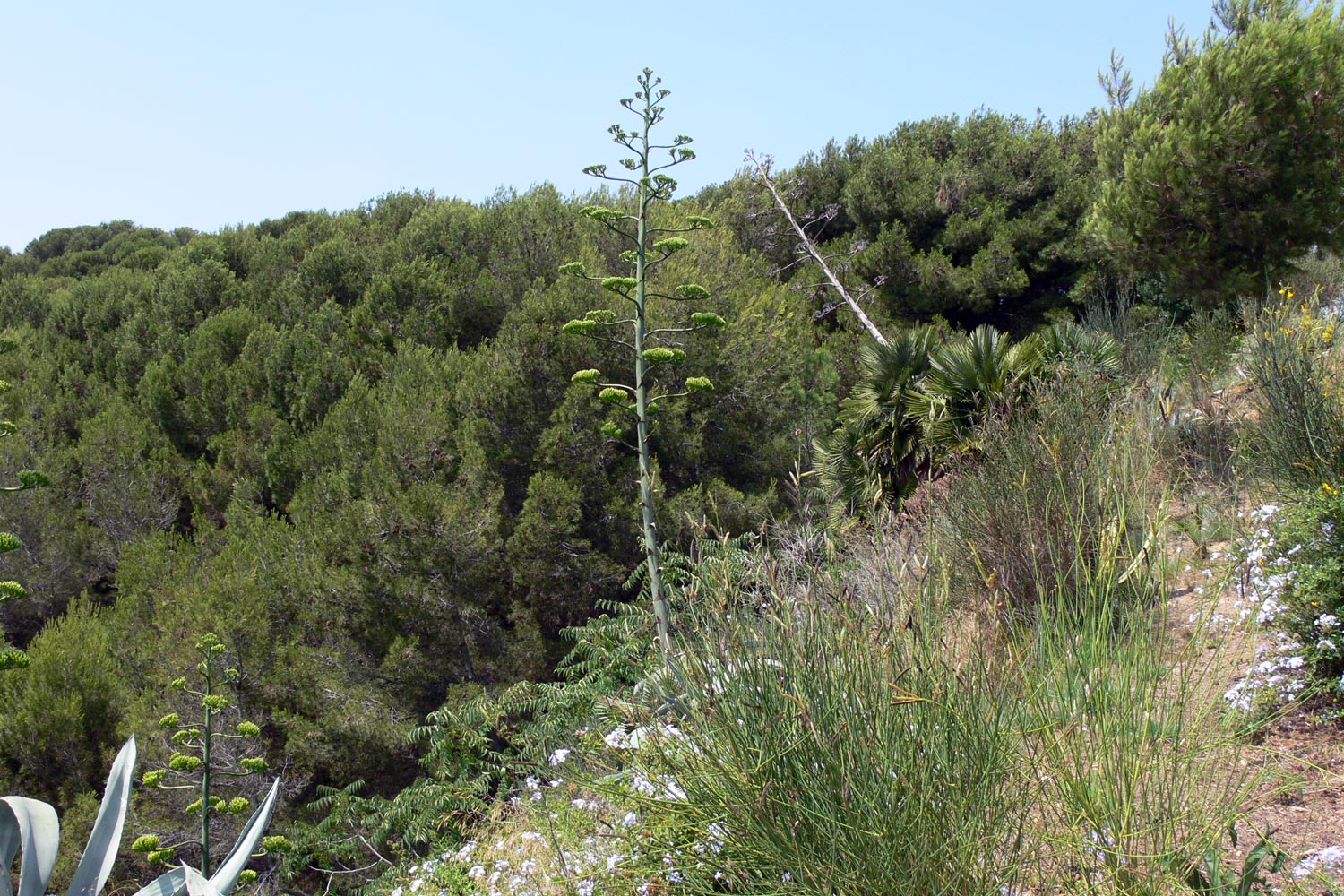 Барселона, image of landscape/habitat.