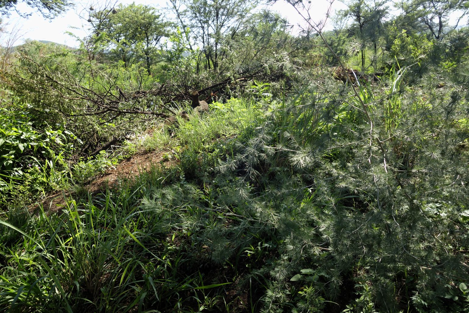 Клиприверсберг, изображение ландшафта.