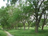 Черноморский (Воронцовский) парк, изображение ландшафта.