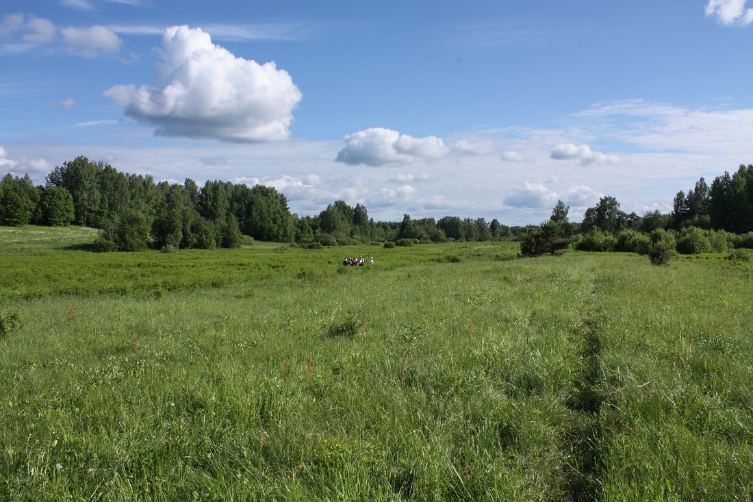 Луга у Кемки, image of landscape/habitat.