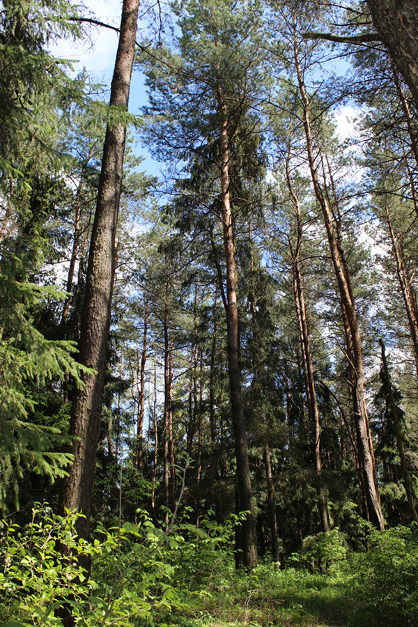 Зелёное, image of landscape/habitat.