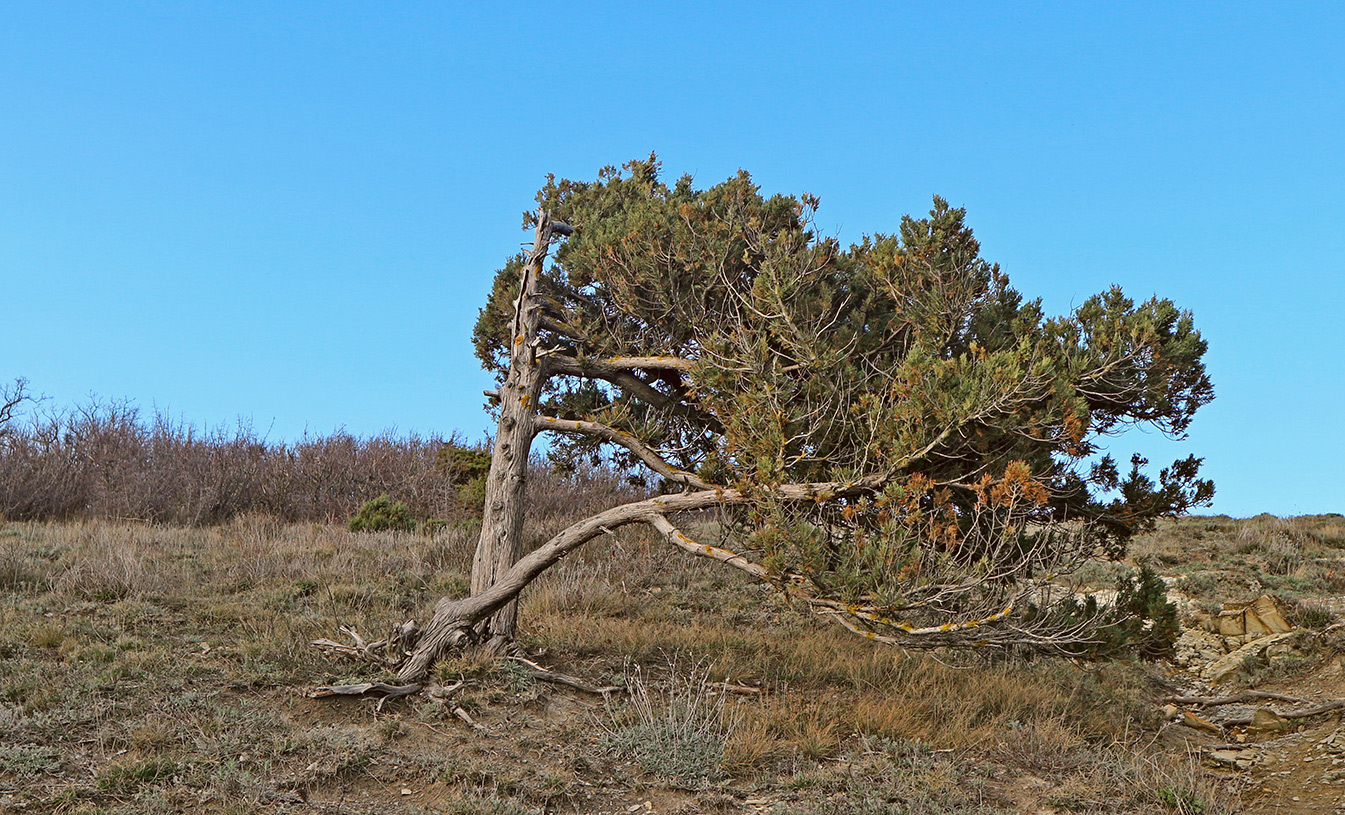 Гора Круглая, image of landscape/habitat.