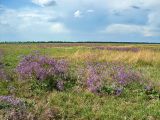 Кугей и его окрестности, image of landscape/habitat.