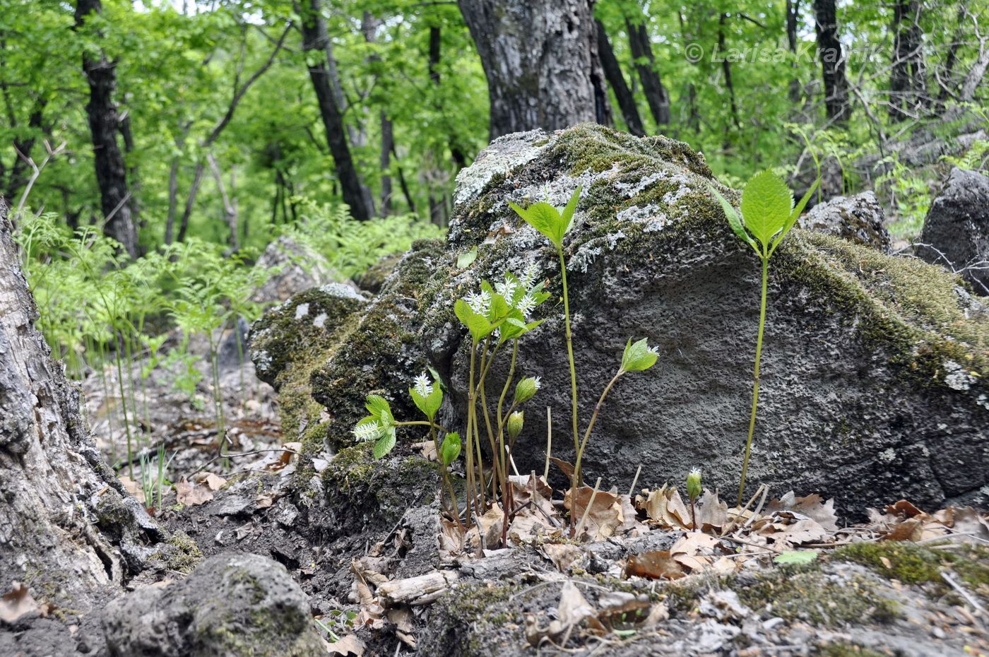 Монакино, image of landscape/habitat.