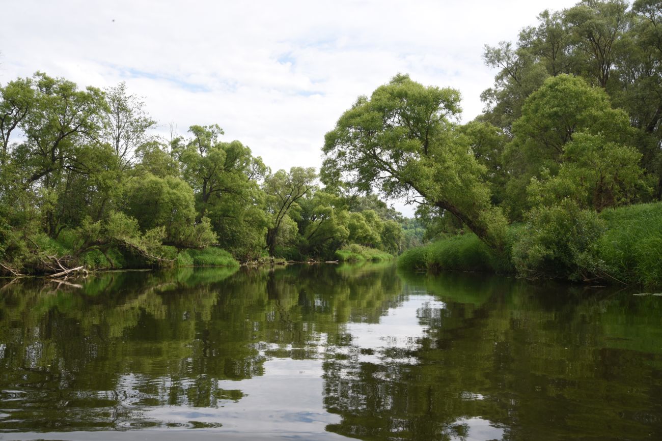 Окрестности урочища Вётлы, image of landscape/habitat.