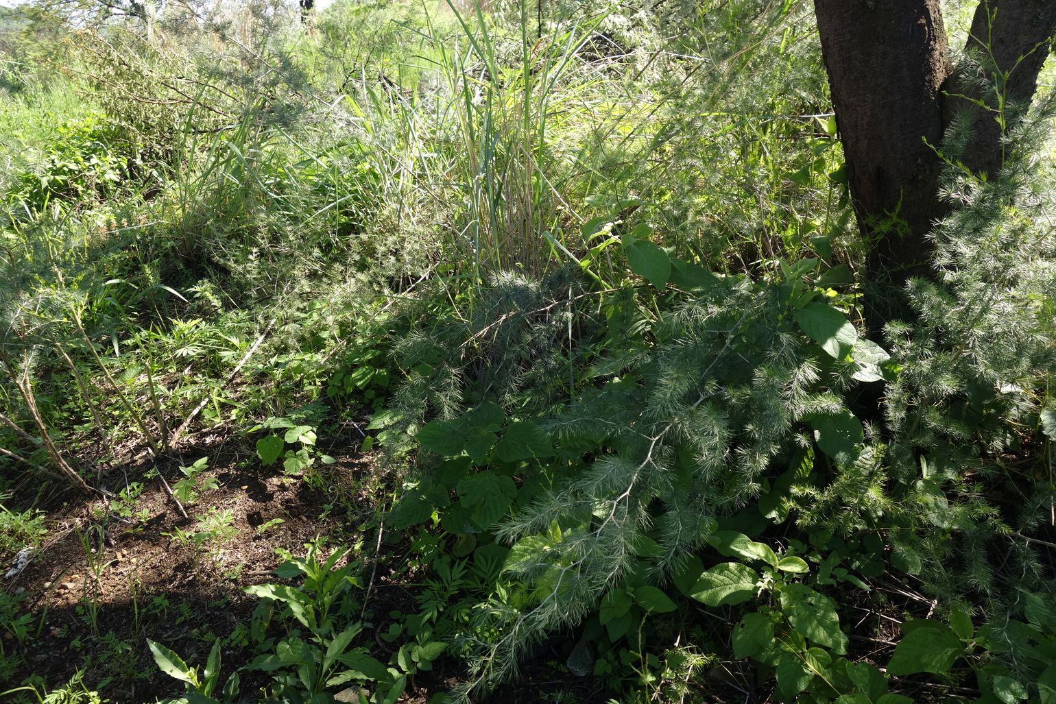 Клиприверсберг, изображение ландшафта.