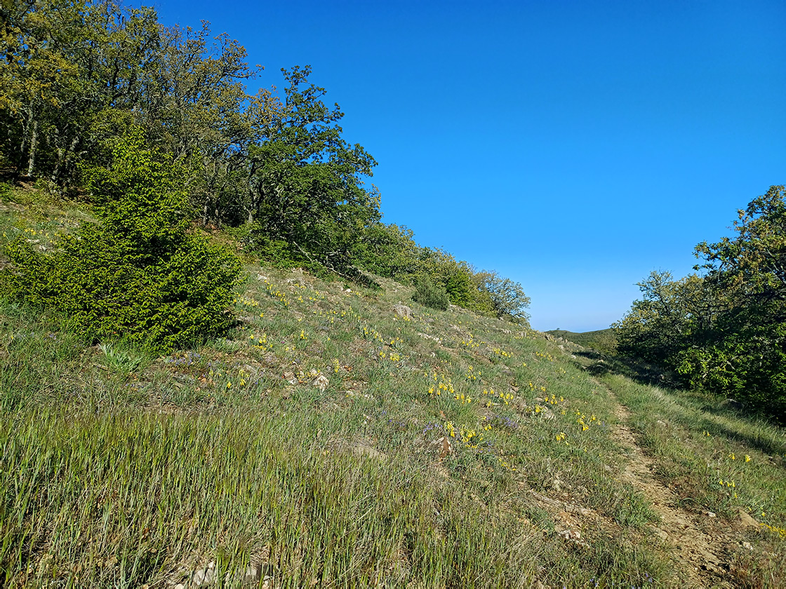 Хребет Токлук-Сырт, image of landscape/habitat.
