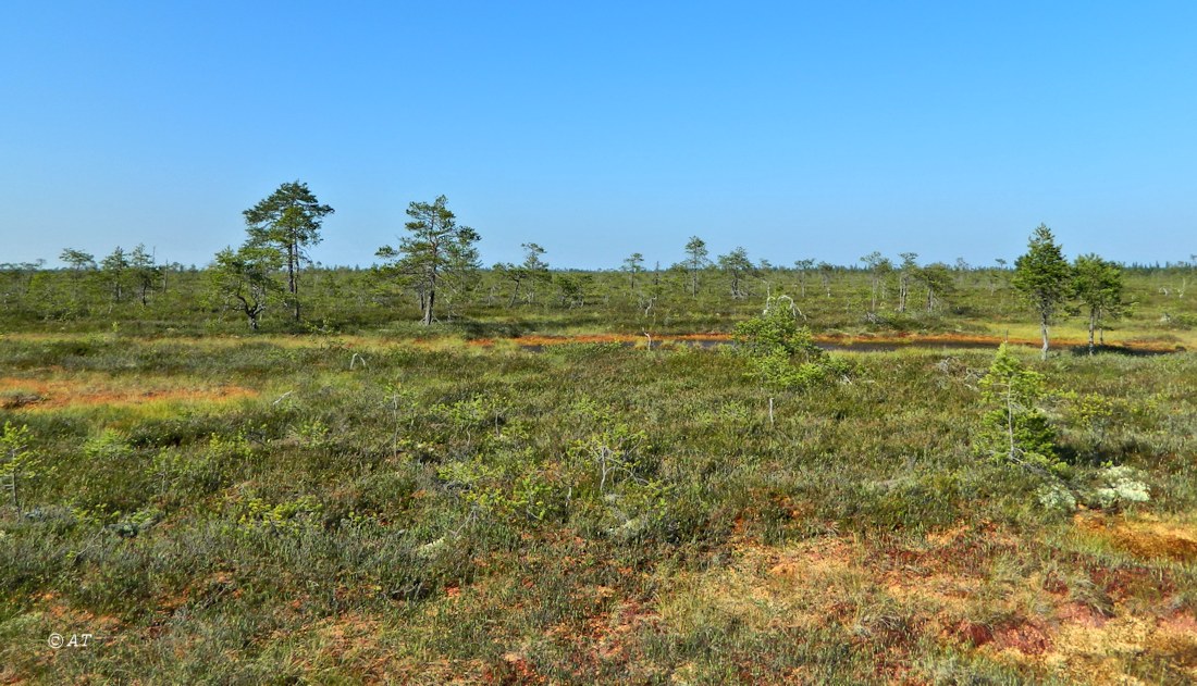 Низовья Унежмы, image of landscape/habitat.
