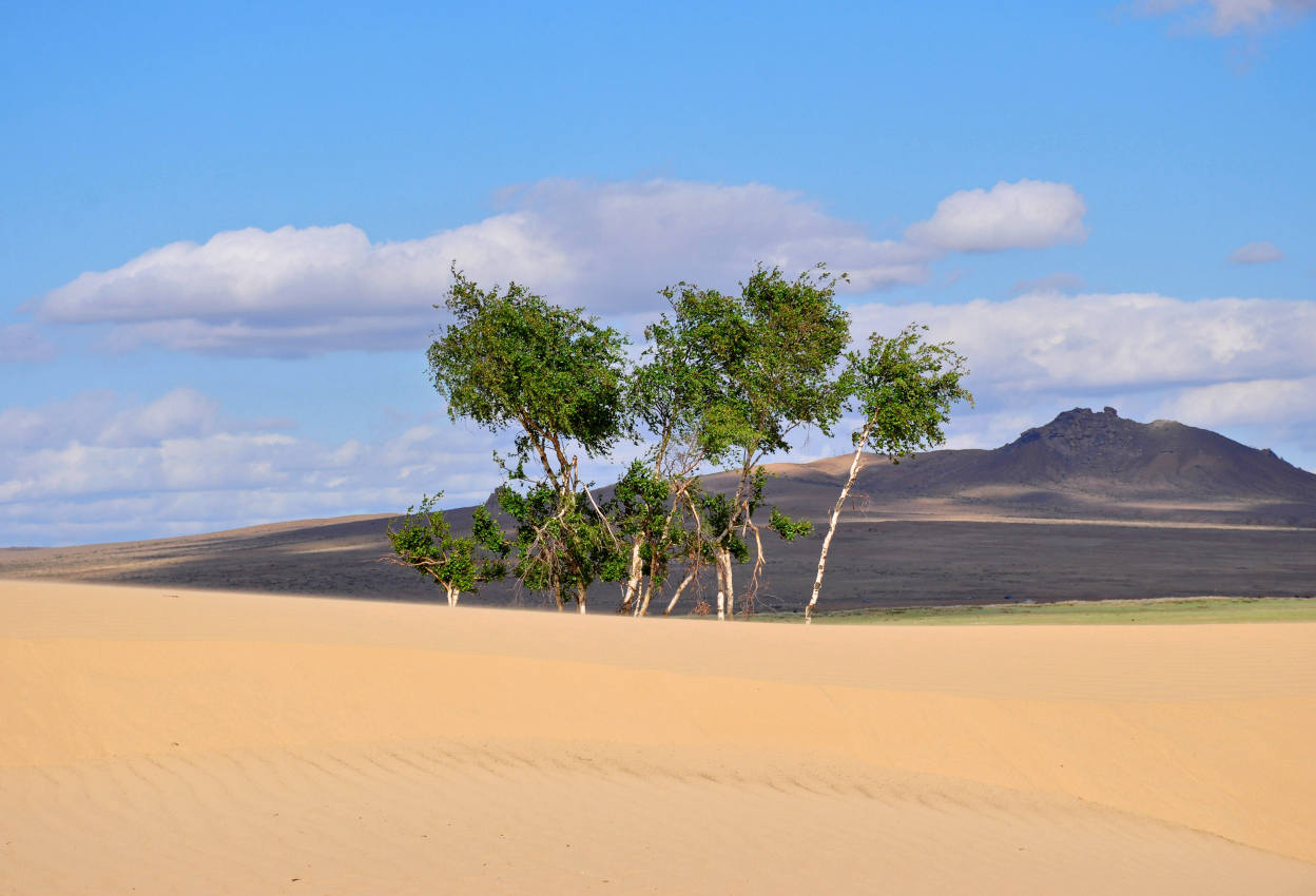 Дюны Элсэн Тасархай, image of landscape/habitat.