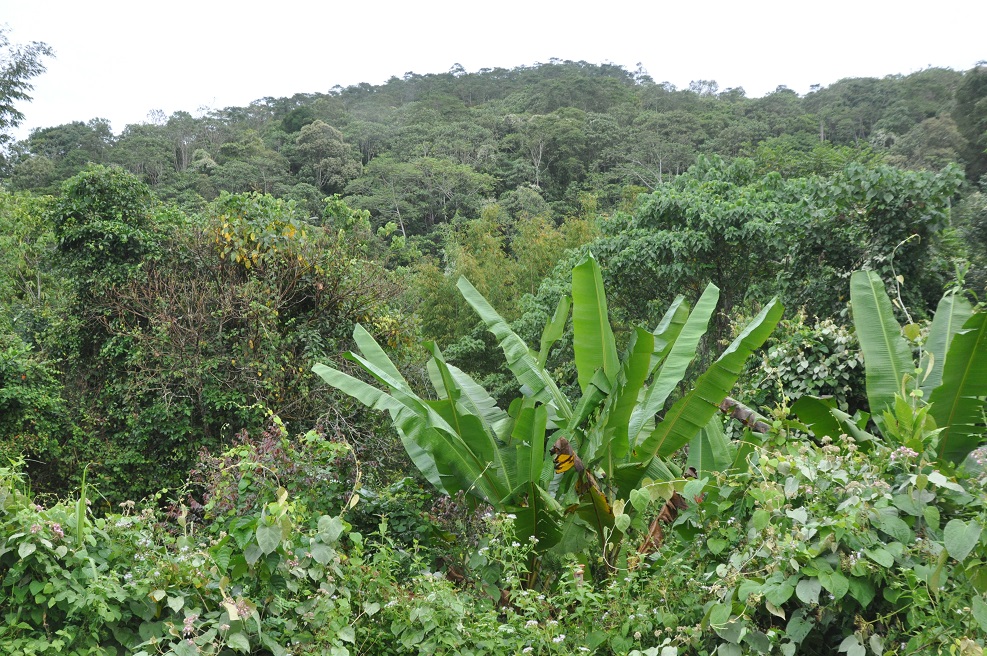 Гора Трас-Мади, image of landscape/habitat.