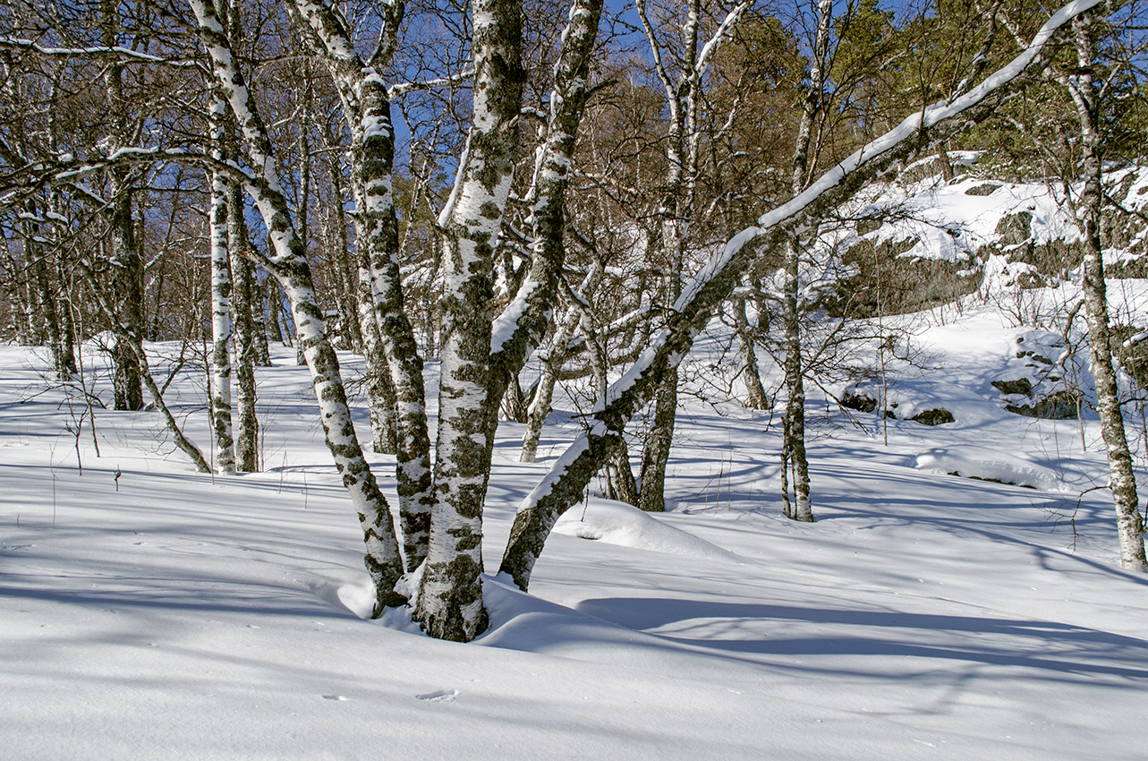 Окрестности села Рысакаево, image of landscape/habitat.