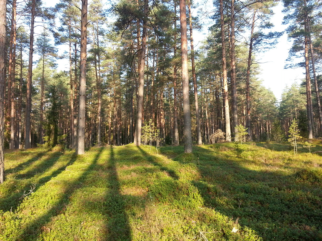 Бурцево, image of landscape/habitat.