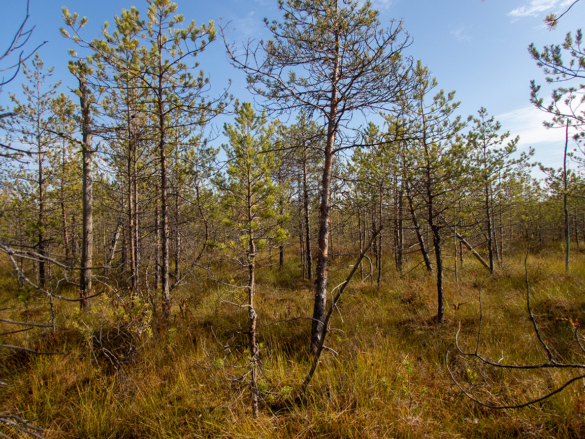 Устиново - Кокориха, image of landscape/habitat.