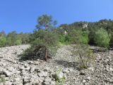 Цейское ущелье (средняя часть), image of landscape/habitat.