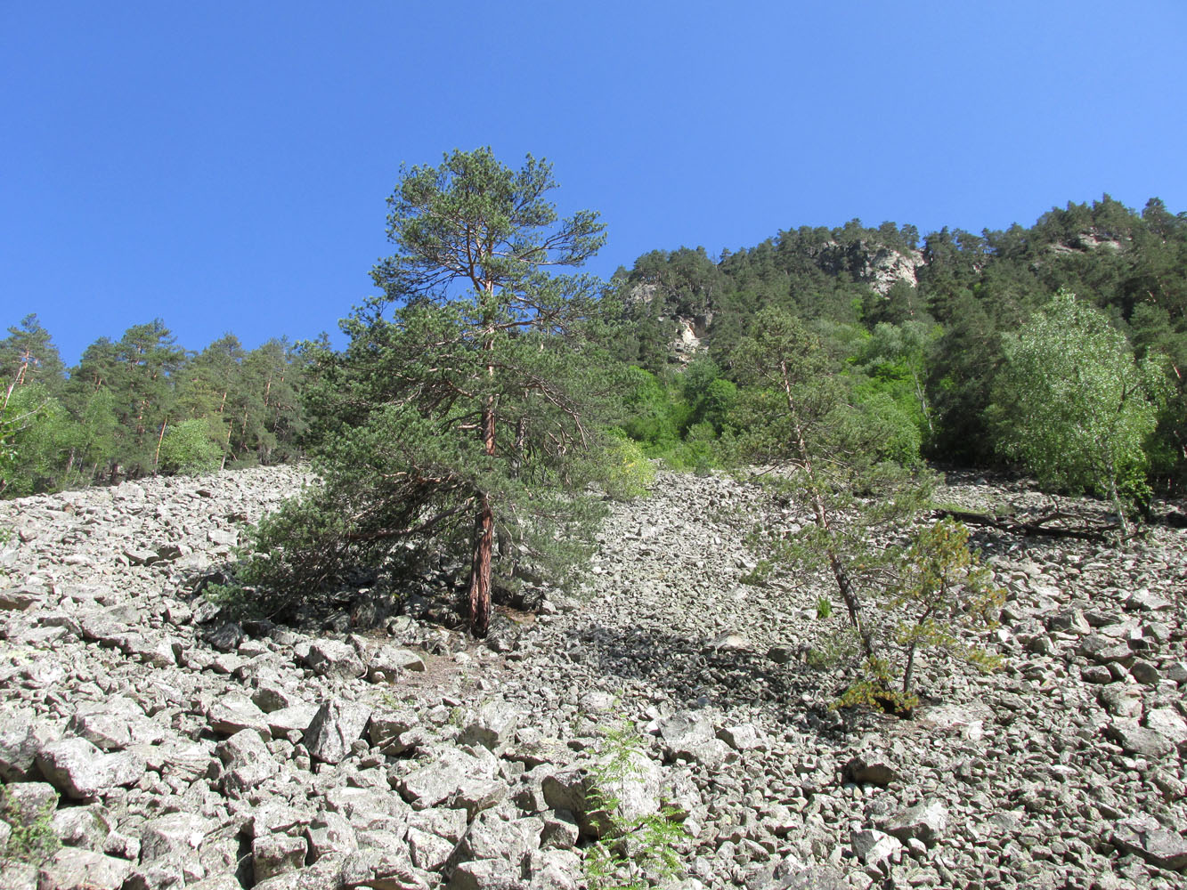 Цейское ущелье (средняя часть), image of landscape/habitat.
