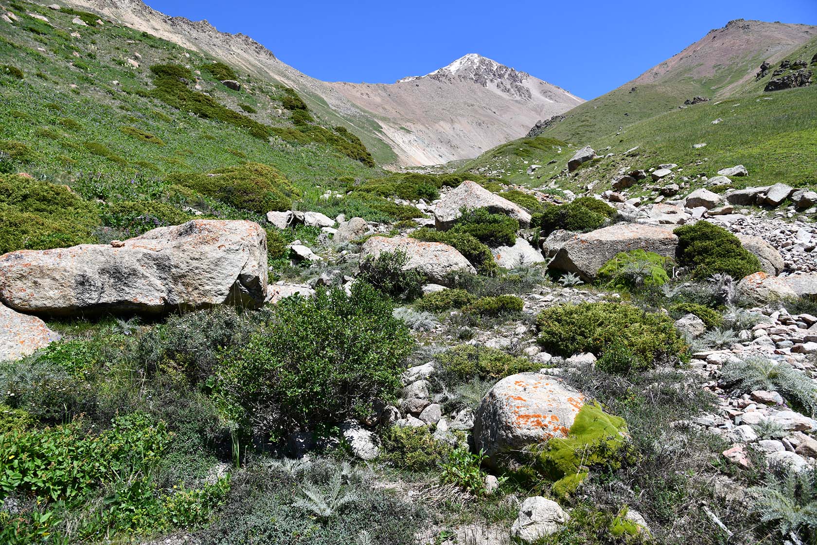 Большое Алматинское ущелье, image of landscape/habitat.